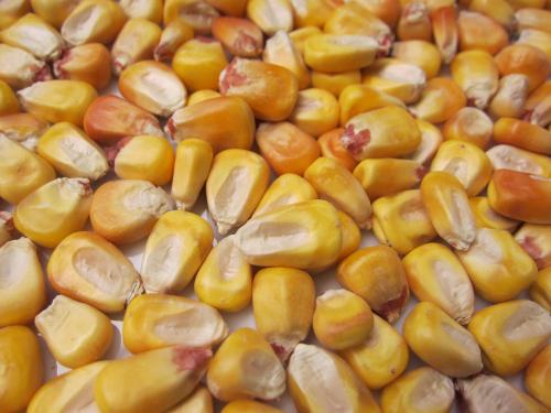 Whole dent corn